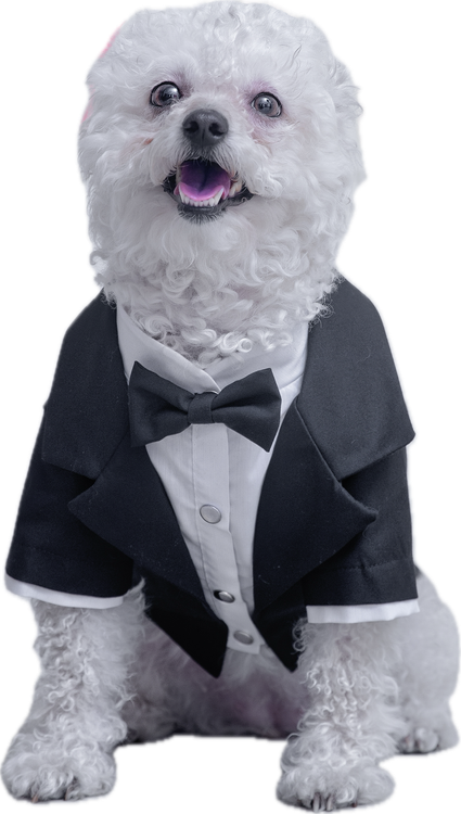 کت یقه انگلیسی سگ