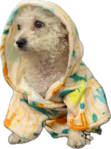 حوله تنی سگ و گربه